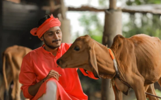 मोबाइल पर गायों के लिए गर्भावस्था परीक्षण: फ़ील्ड में नवाचार - टॉप बिग न्यूज़